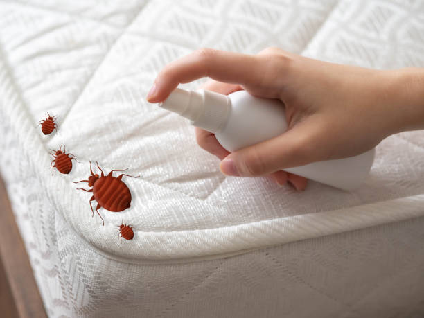 Best Residential Pest Control  in East Islip, NY